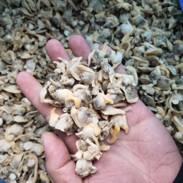 花蛤肉肚出口加工车间下来的无沙自有养殖基地坐标东港