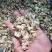 花蛤肉肚出口加工车间下来的无沙自有养殖基地坐标东港