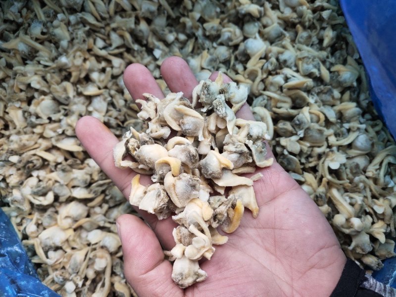 花蛤肉肚出口加工车间下来的无沙自有养殖基地坐标东港