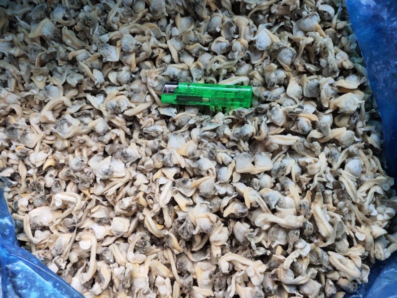 花蛤肉肚出口加工车间下来的无沙自有养殖基地坐标东港