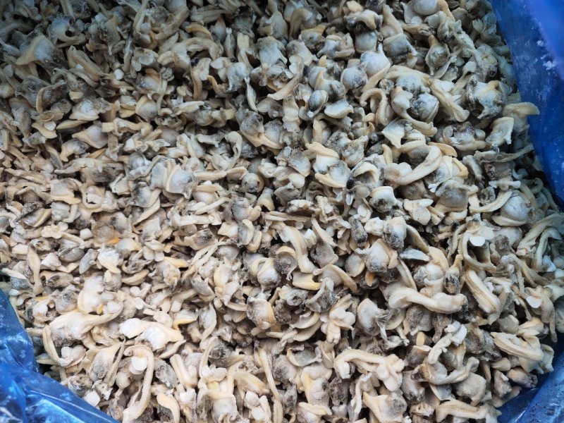 花蛤肉肚出口加工车间下来的无沙自有养殖基地坐标东港