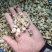 花蛤肉肚出口加工车间下来的无沙自有养殖基地坐标东港