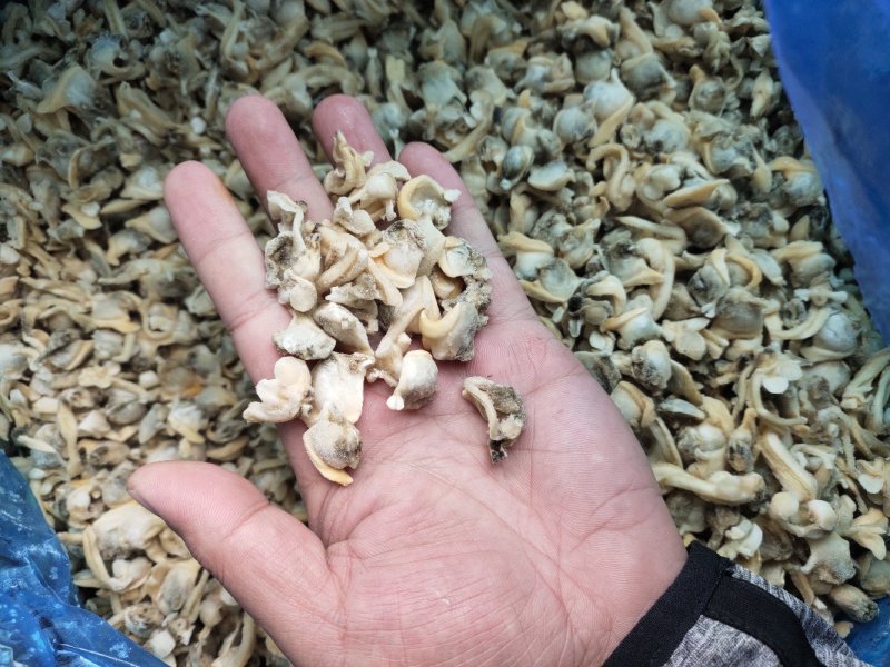 花蛤肉肚出口加工车间下来的无沙自有养殖基地坐标东港