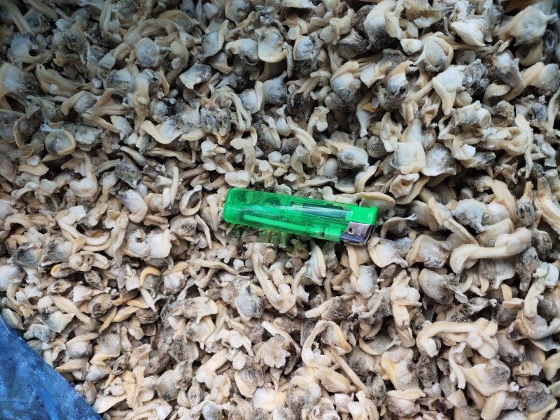 花蛤肉肚出口加工车间下来的无沙自有养殖基地坐标东港