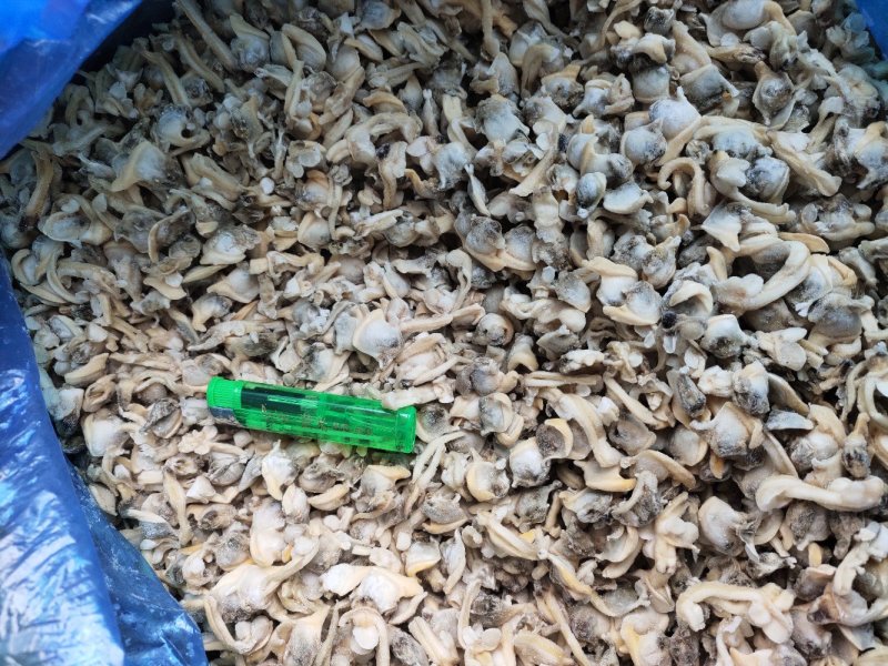 花蛤肉肚出口加工车间下来的无沙自有养殖基地坐标东港