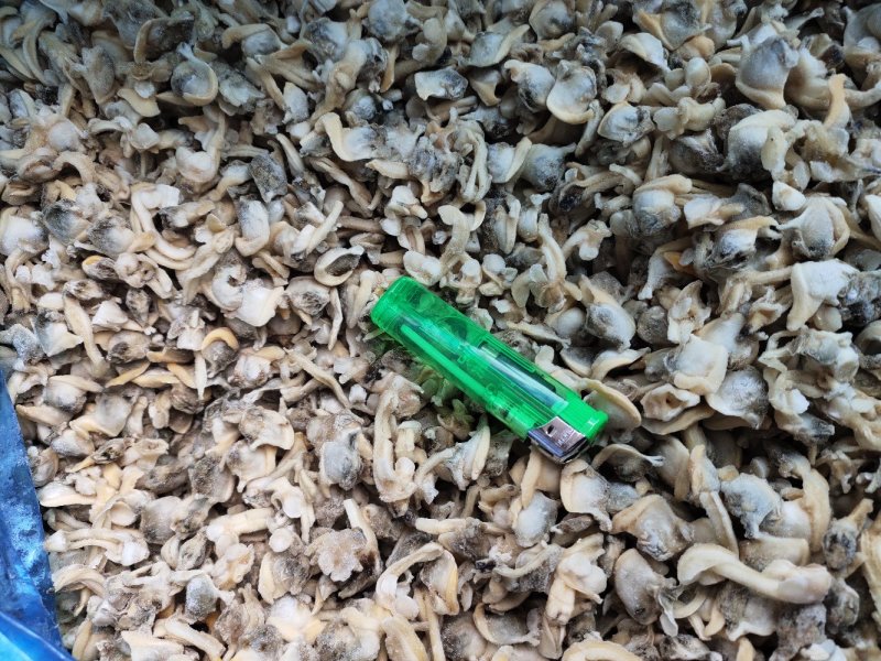 花蛤肉肚出口加工车间下来的无沙自有养殖基地坐标东港