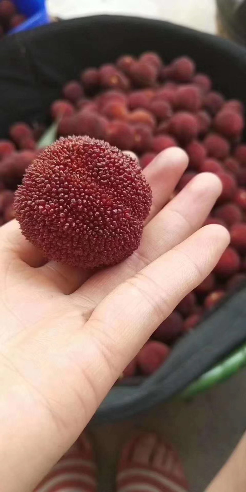 仙居东魁杨梅