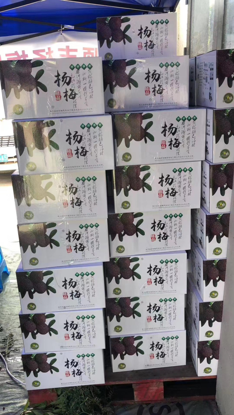 仙居东魁杨梅