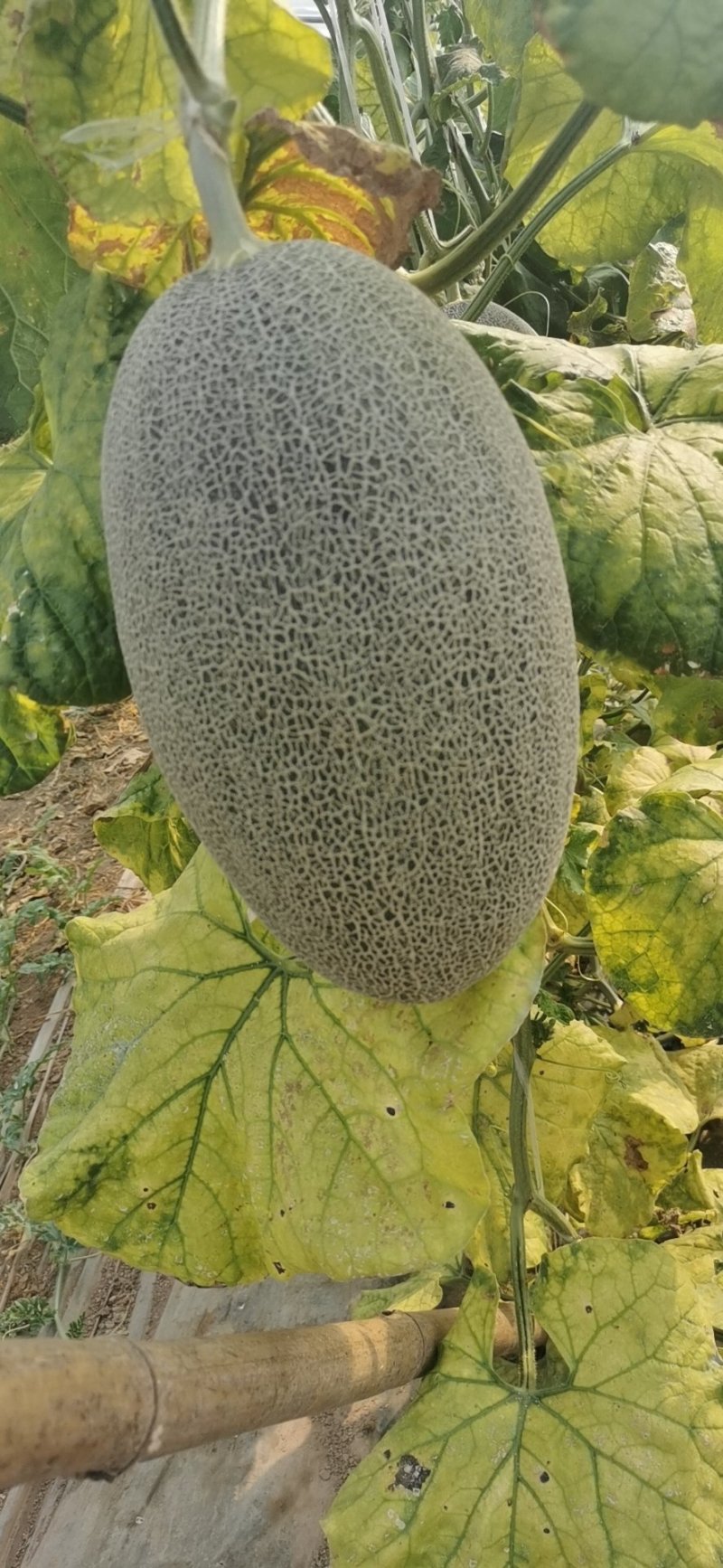 大棚西州蜜17，小蜜25，糖度17，脆甜可口