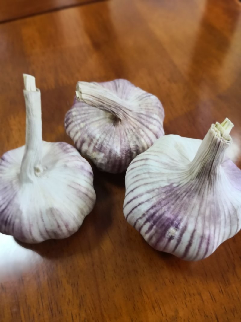 中牟早熟蒜种，产地直供