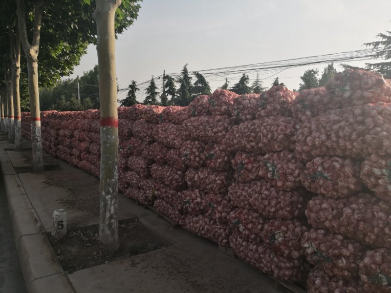 中牟早熟蒜种，产地直供