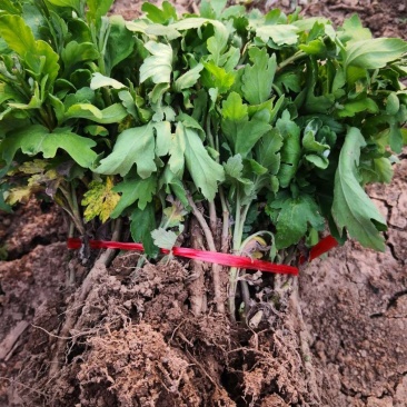 金丝皇菊苗贡菊苗婺源菊北京菊苗供应上车价格