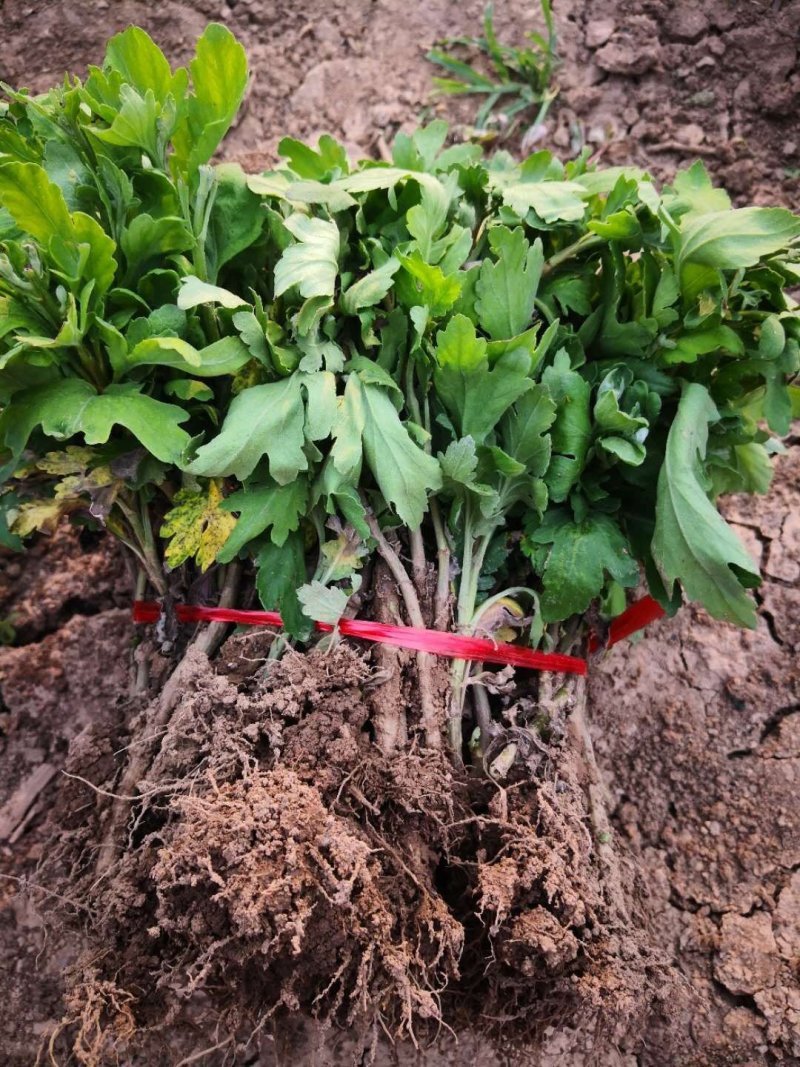 金丝皇菊苗贡菊苗婺源菊北京菊苗供应上车价格