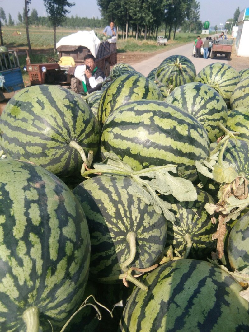 大量出售优质漫河牌西瓜甜瓜，甜王，京欣，蜜冠龙等产地直供