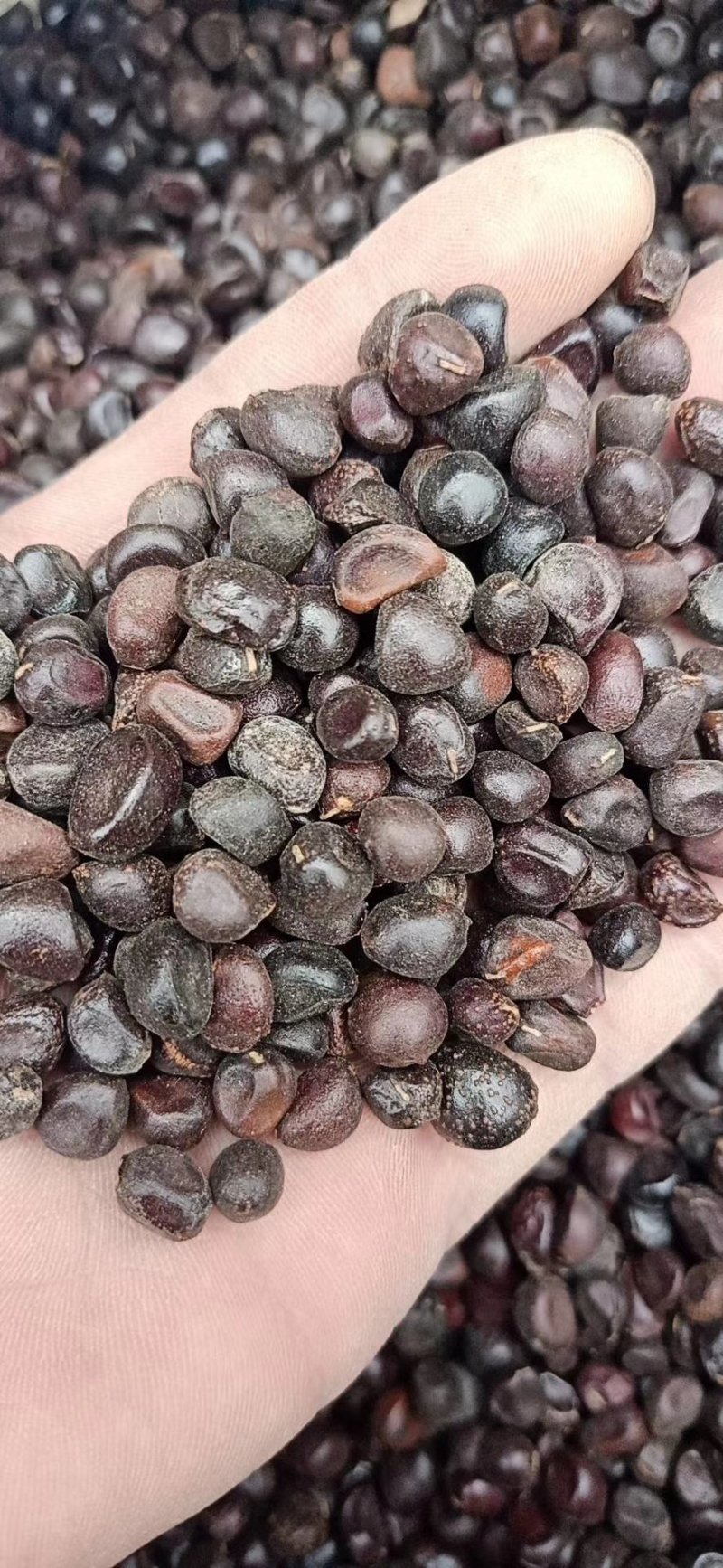 芍药种子白芍种子出芽98%无杂质