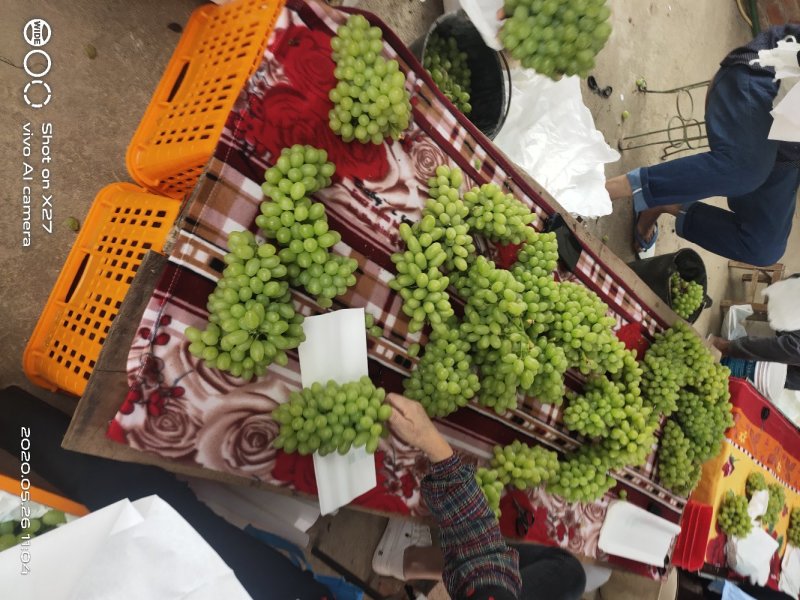 云南白鸡心葡萄：青提葡萄熟了：需要联系产地直发