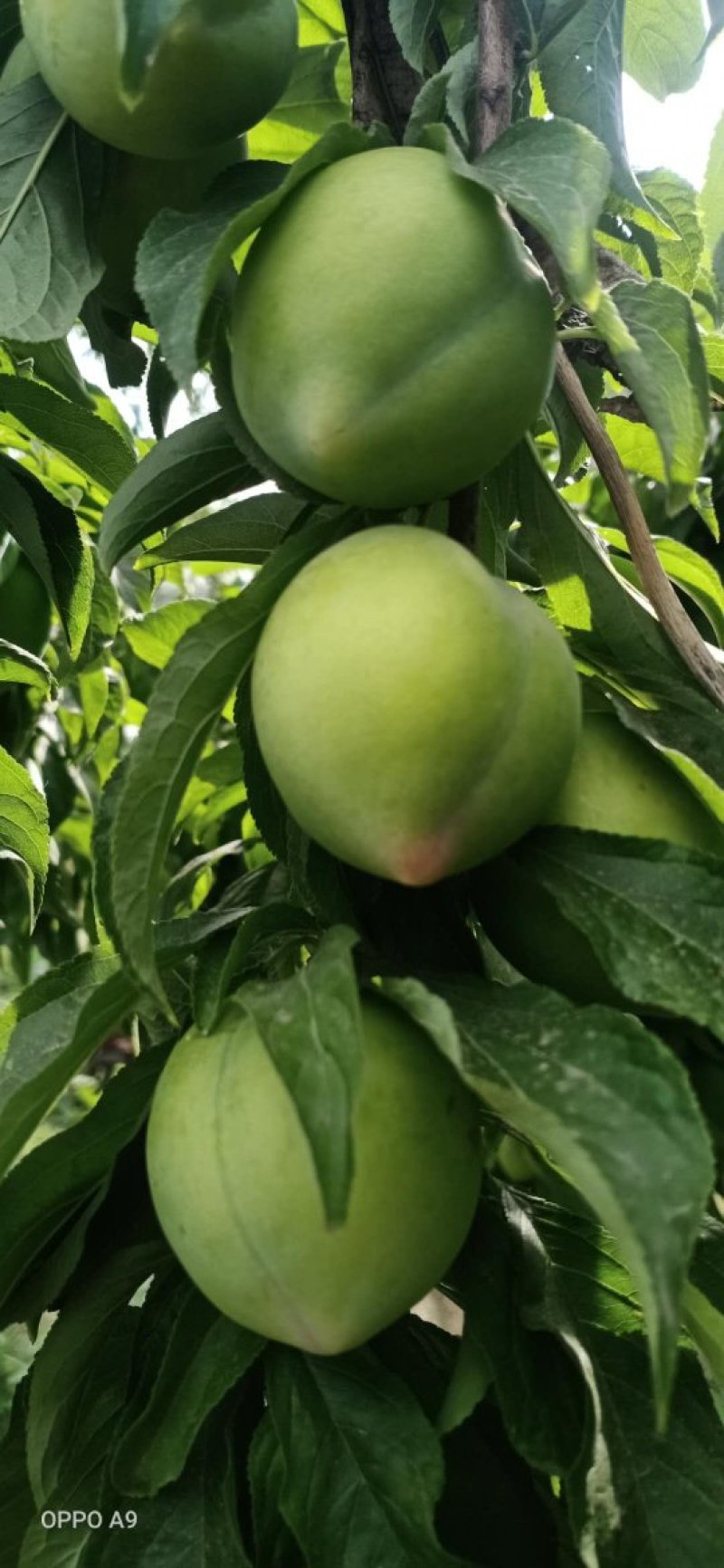 403甜李子，早富贵等李子上市