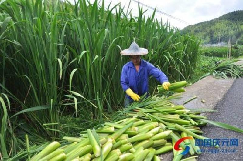 茭白胶瓜四川凉山州会理高海拔高山生产无公害产品