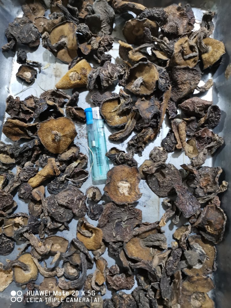 蘑菇河北内蒙黑松林野生筛选松蘑干净干度好蘑菇香菇