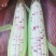 蔬菜甜玉米大量上市了，需要的联系我，1586223271