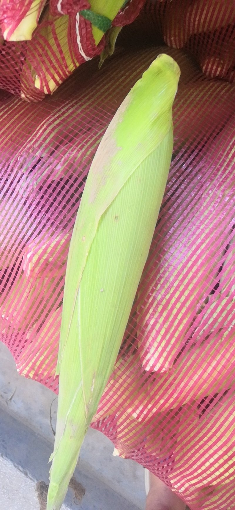 蔬菜甜玉米大量上市了，需要的联系我，1586223271