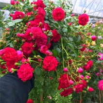 红木香黄色木香花四季开花浓香红色爬藤植物木香花