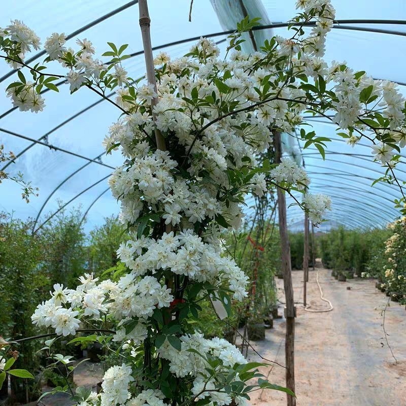 红木香黄色木香花四季开花浓香红色爬藤植物木香花