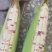 蔬菜甜玉米大量上市，需要的联系15862232719