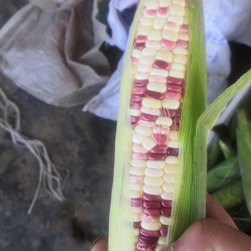 蔬菜甜玉米大量上市，需要的联系15862232719
