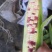 蔬菜甜玉米大量上市，需要的联系15862232719