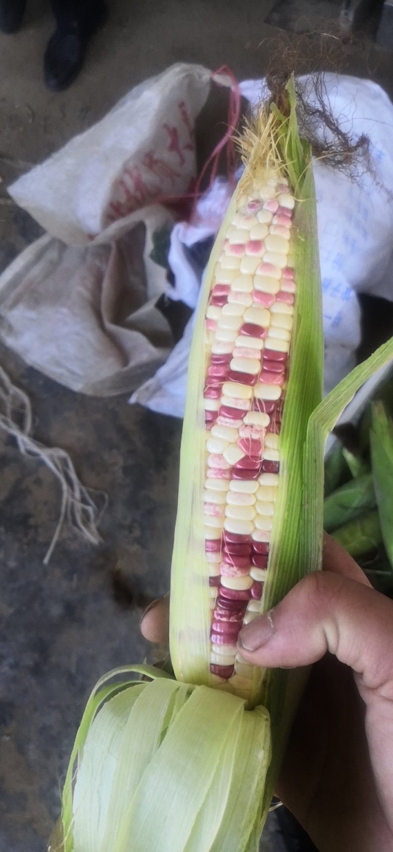 蔬菜甜玉米大量上市，需要的联系15862232719