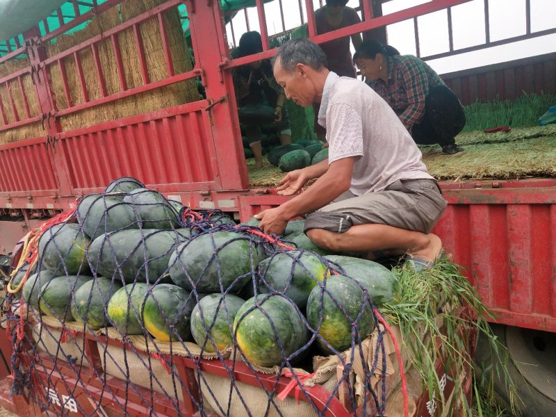 河南太康黑美人西瓜