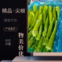 【实力商家】产地直发【质量上乘】价格合理【精品尖椒】尖椒