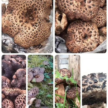 野生菌系列之黑虎掌…獐子菌