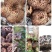 野生菌系列之黑虎掌…獐子菌