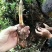野生菌系列之黑虎掌…獐子菌