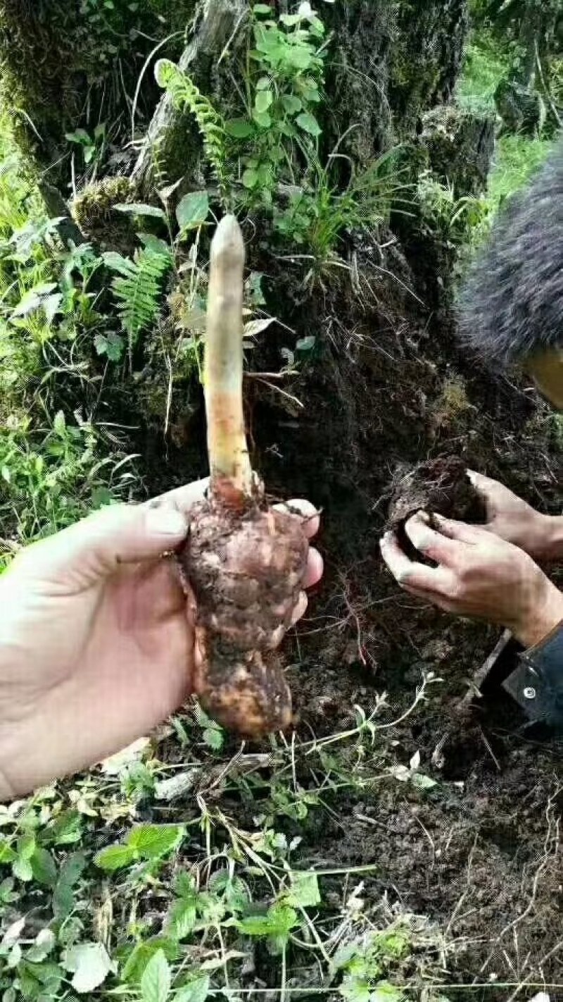 野生菌系列之黑虎掌…獐子菌
