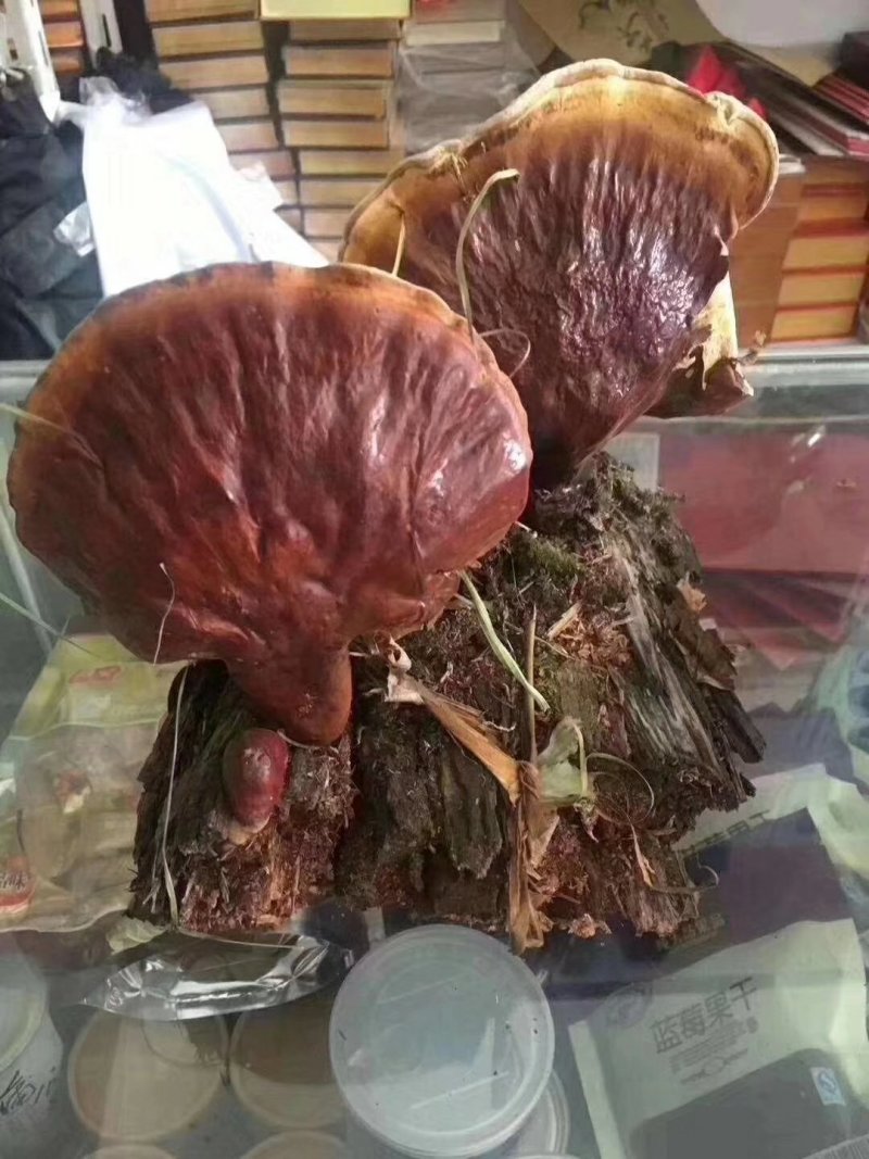 野生菌系列之黑虎掌…獐子菌