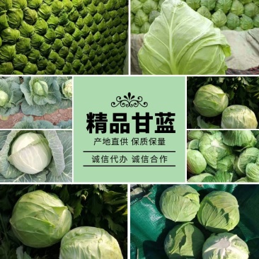 【平台力推】产地直发【诚信经营】质量上乘【全国发货】甘蓝