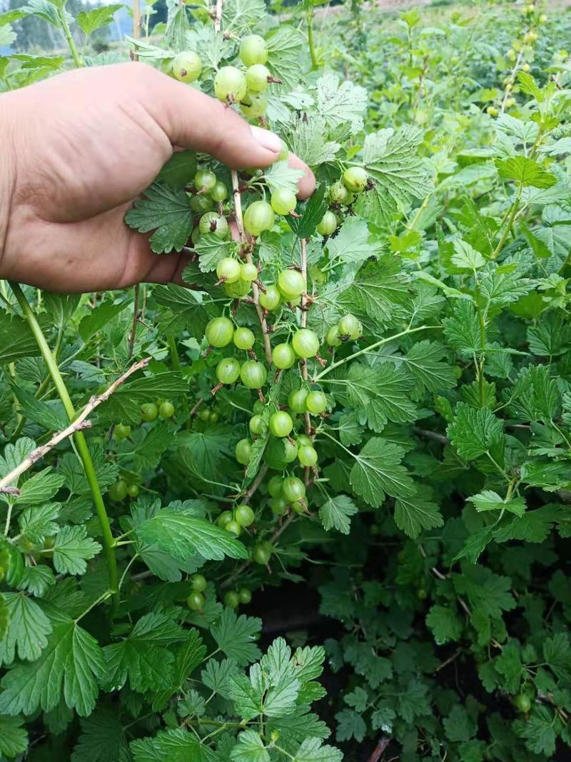 绿醋栗鲜果灯笼果鹅莓鲜果大量供应2020年6月中旬左右发