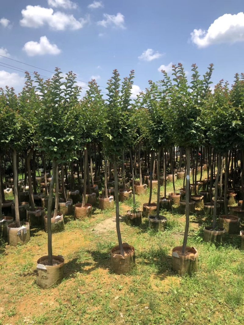 小叶紫薇3-8分大量出售