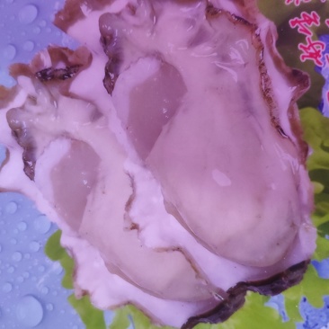 特大鲜活乳山生蚝，特价特价