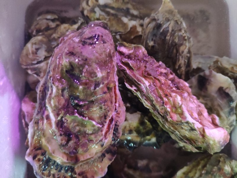 特大鲜活乳山生蚝，特价特价