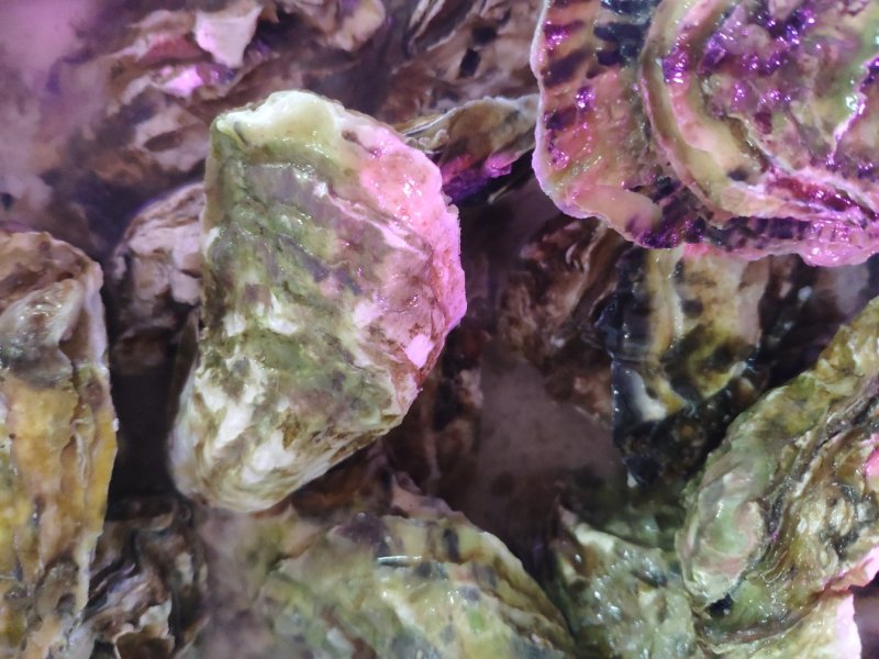 特大鲜活乳山生蚝，特价特价
