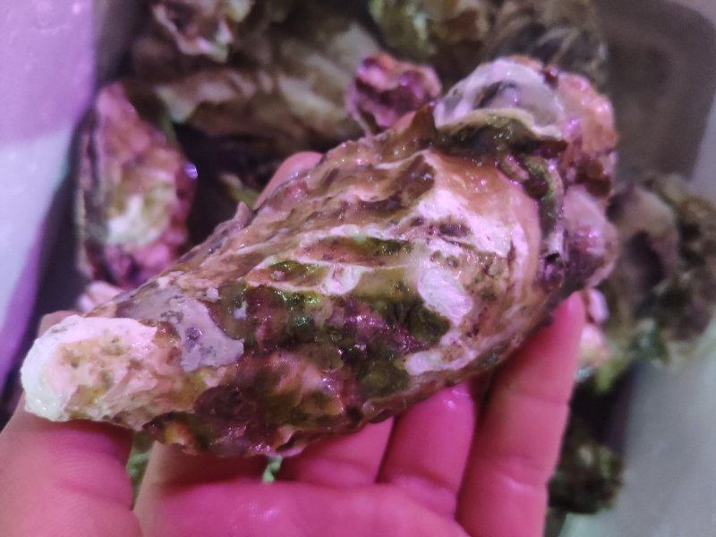 特大鲜活乳山生蚝，特价特价
