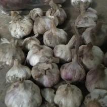 陕西渭南市，大荔沙底新鲜露地紫皮大蒜上市中。
