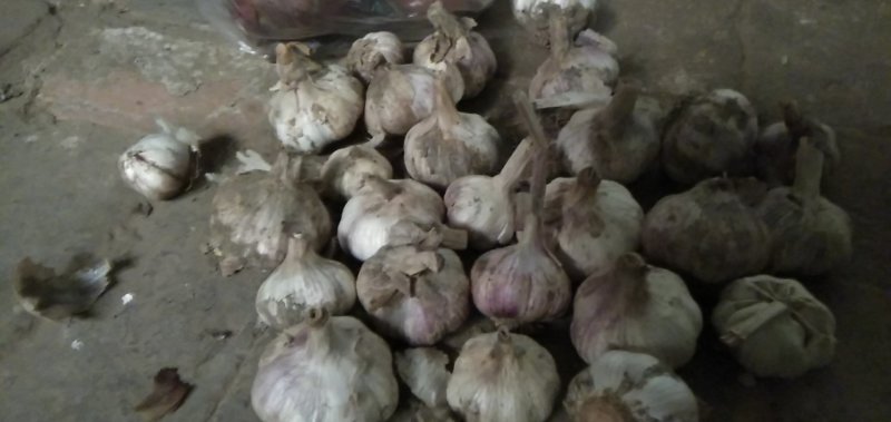 陕西渭南市，大荔沙底新鲜露地紫皮大蒜上市中。