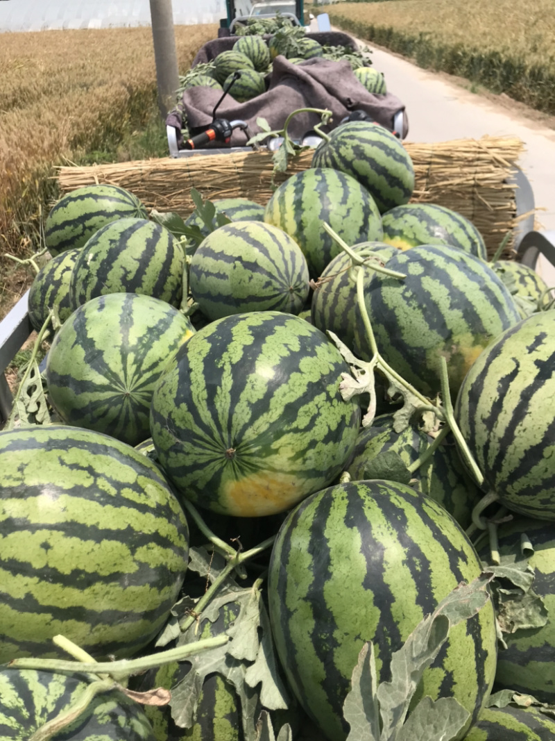 西瓜，甜王西瓜，一手货源，包熟包甜，保证质量。
