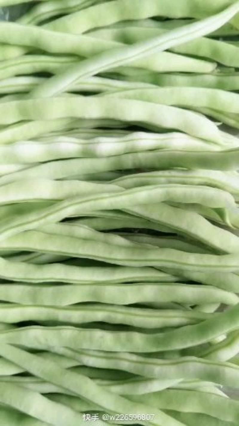 山东芸豆九粒白白不老质量很好