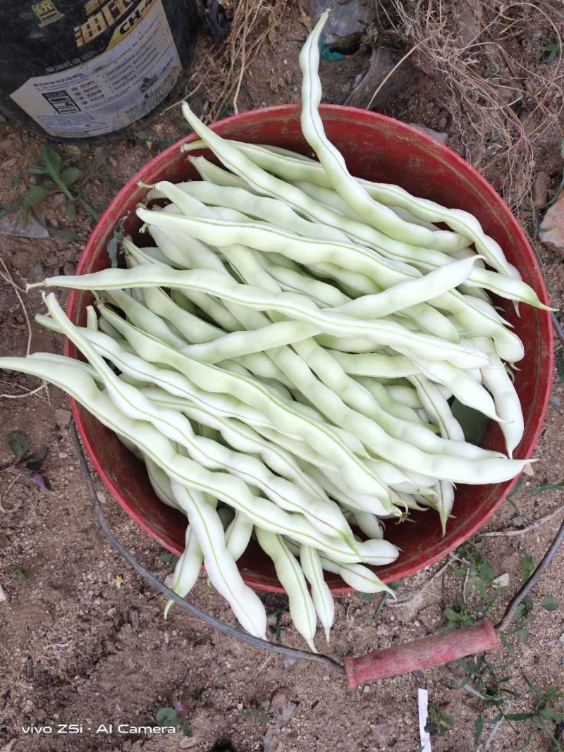 山东芸豆九粒白白不老质量很好